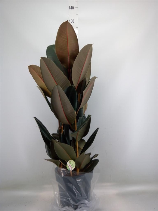 <h4>Ficus elastica 'Abidjan'</h4>