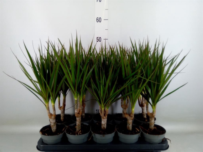 <h4>Dracaena marg.</h4>