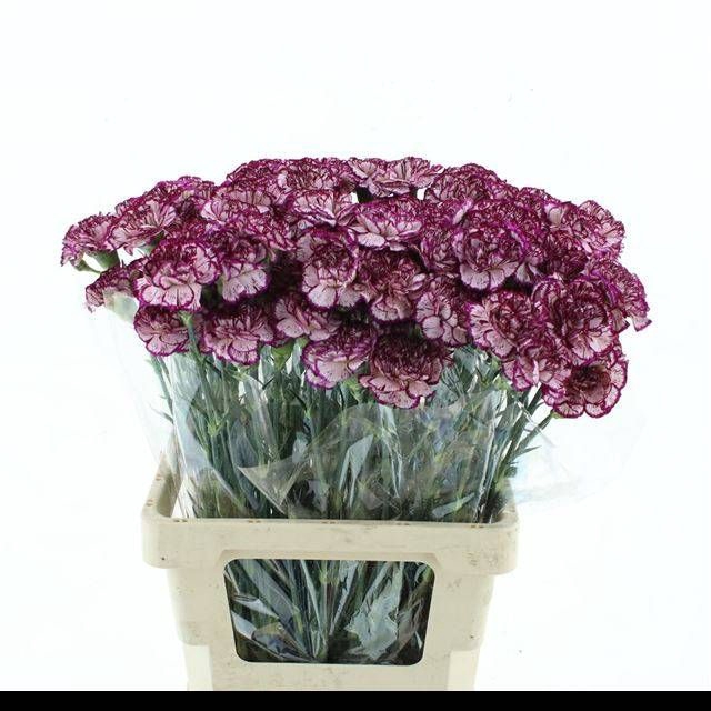 <h4>DI ST BACARAT PURPLE</h4>
