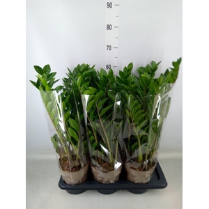 Zamioculcas zamiifolia