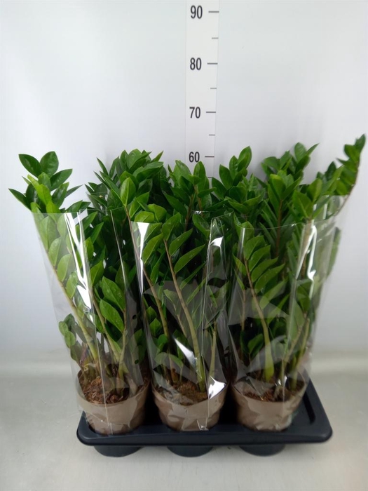 <h4>Zamioculcas zamiifolia</h4>