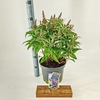 Buddleja Butterfly Candy Little Lil