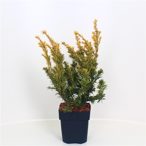 Taxus baccata 'Semperaurea' P17