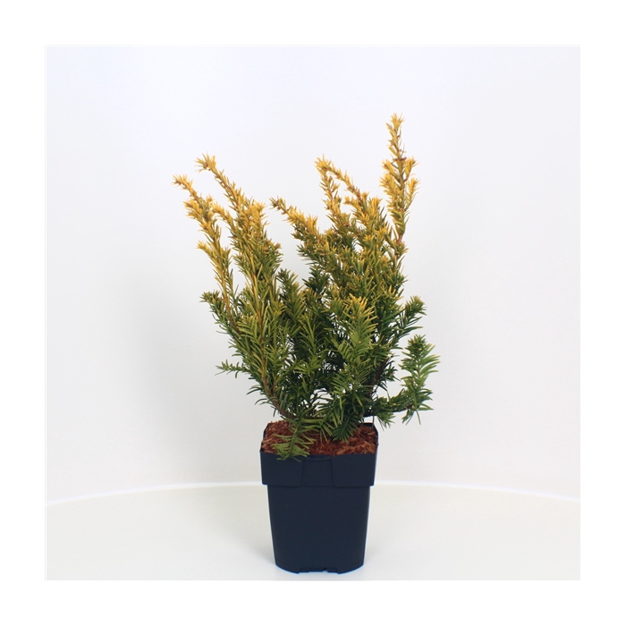 <h4>Taxus baccata 'Semperaurea' P17</h4>