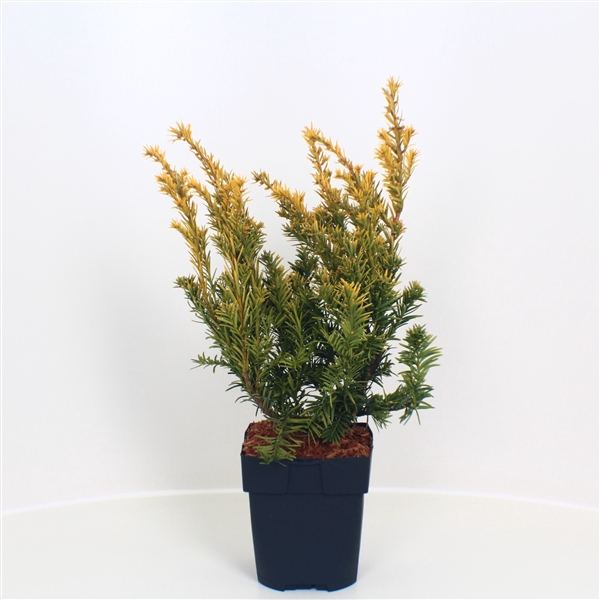 <h4>Taxus baccata 'Semperaurea' P17</h4>