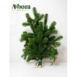 ABIES NORDMAN BUND