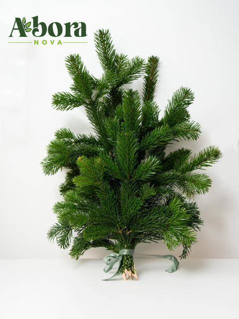 <h4>ABIES NORDMAN BUND</h4>