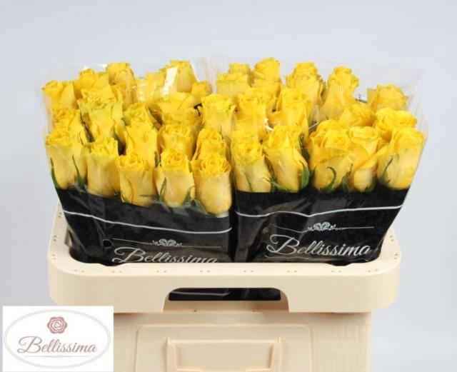 <h4>R GR GOLDFINCH</h4>