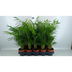 Chamaedorea elegans