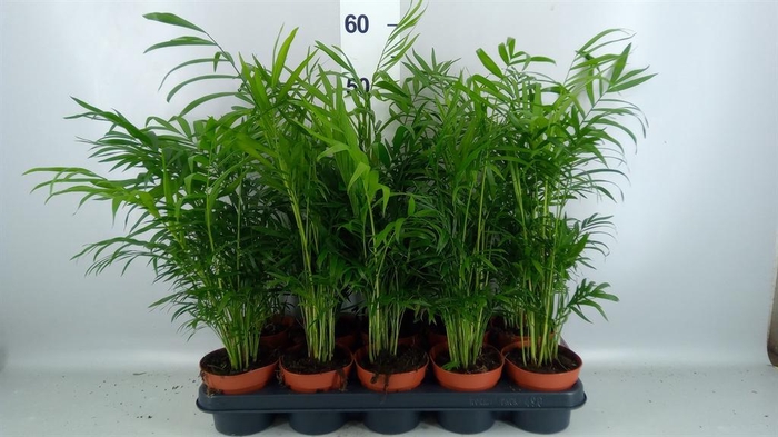 <h4>Chamaedorea elegans</h4>