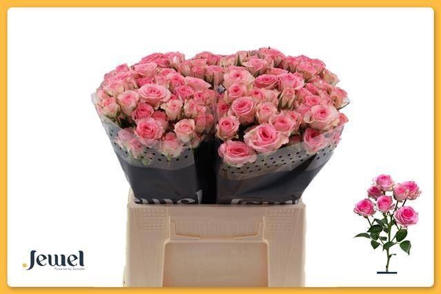 <h4>ROSA TR 'TRALALA'</h4>