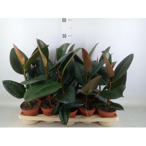 Ficus elastica 'Robusta'