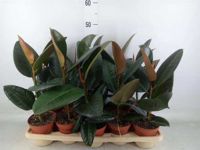 <h4>Ficus elastica 'Robusta'</h4>