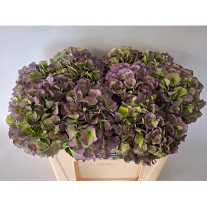 HYDR M CH VERE BL CL