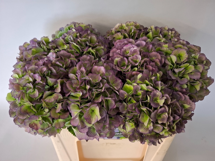 <h4>HYDR M CH VERE BL CL</h4>