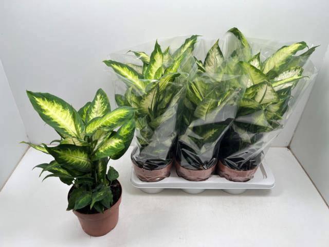 <h4>DIEFF CAMILLA</h4>