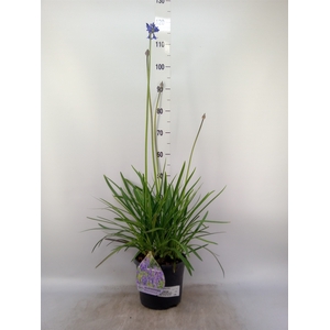 Agapanthus afric.