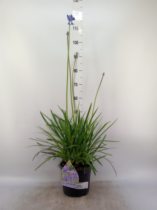 <h4>Agapanthus afric.</h4>