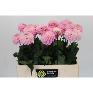 Dahlia Wizard of Oz