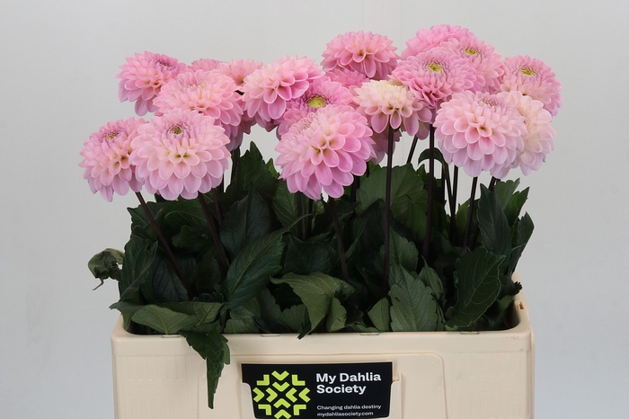 <h4>Dahlia Wizard of Oz</h4>