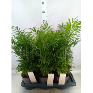 Chamaedorea elegans