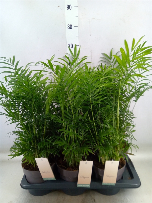 <h4>Chamaedorea elegans</h4>