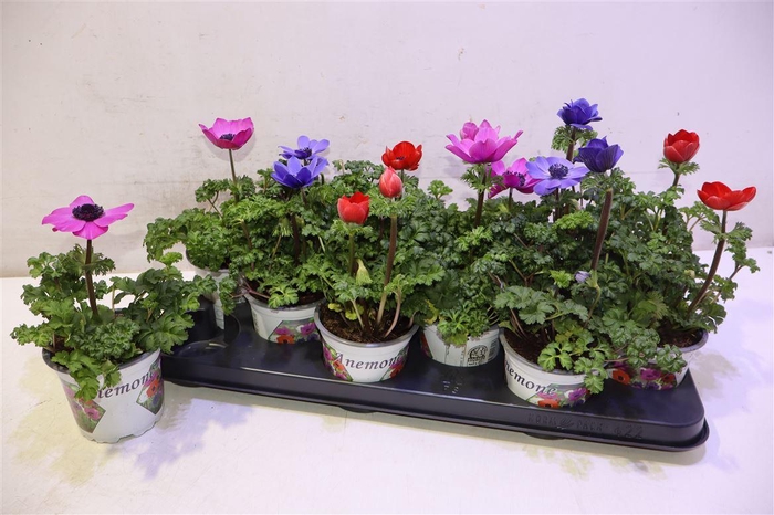 <h4>arr8 Anem Co Harm Gem</h4>