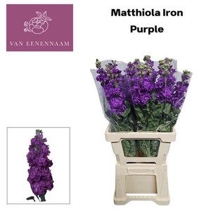 MATTH IRON PURPLE