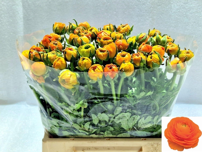 <h4>RAN EL ORANGE</h4>