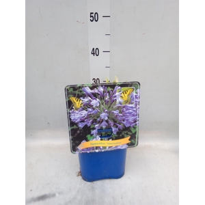 Agapanthus  'Intermedius'