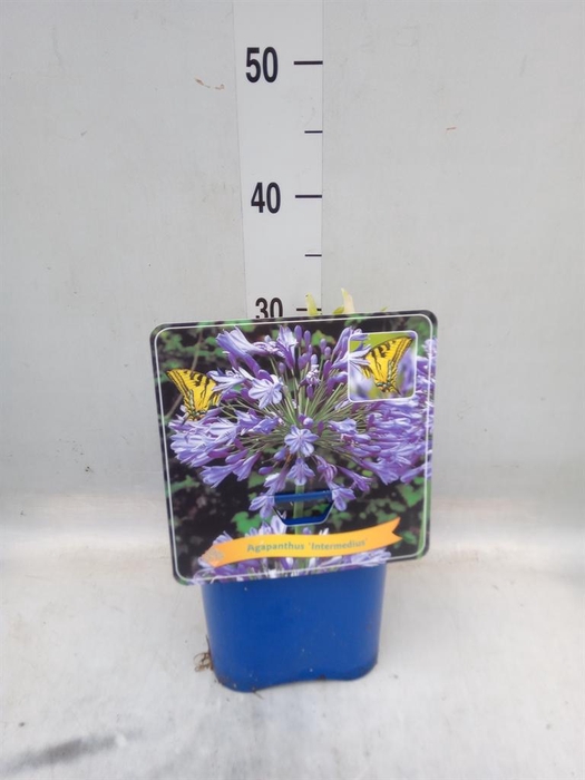 <h4>Agapanthus  'Intermedius'</h4>