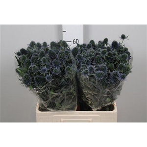 Eryn Perseus Questar