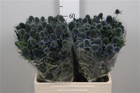 <h4>Eryn Perseus Questar</h4>