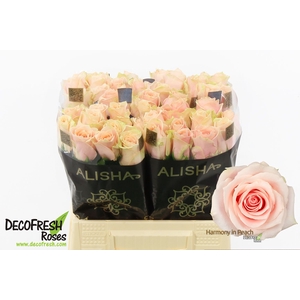 R Gr Harmony Peach Extra Alisha