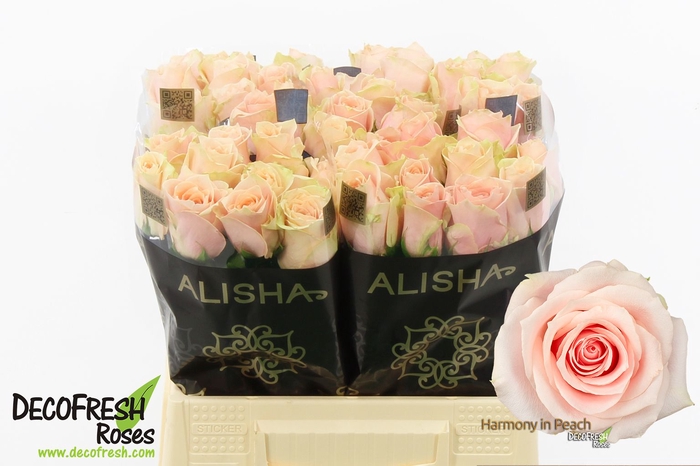<h4>R Gr Harmony Peach Extra Alisha</h4>
