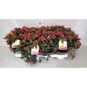 Hypericum   ...