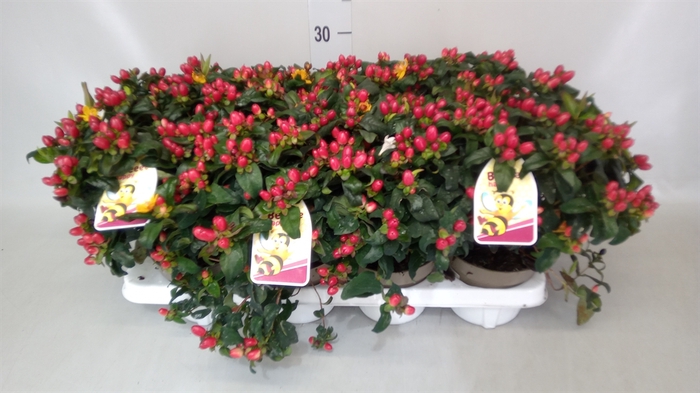 <h4>Hypericum   ...</h4>