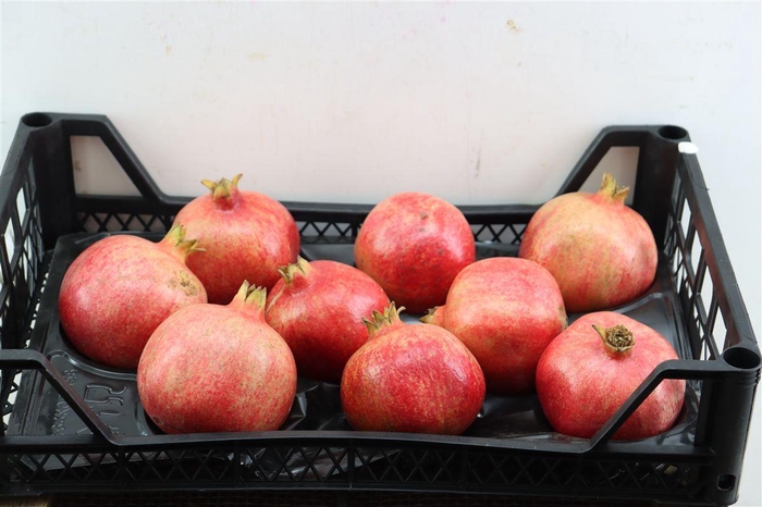 <h4>Sier Granaatappel X9 P Box</h4>