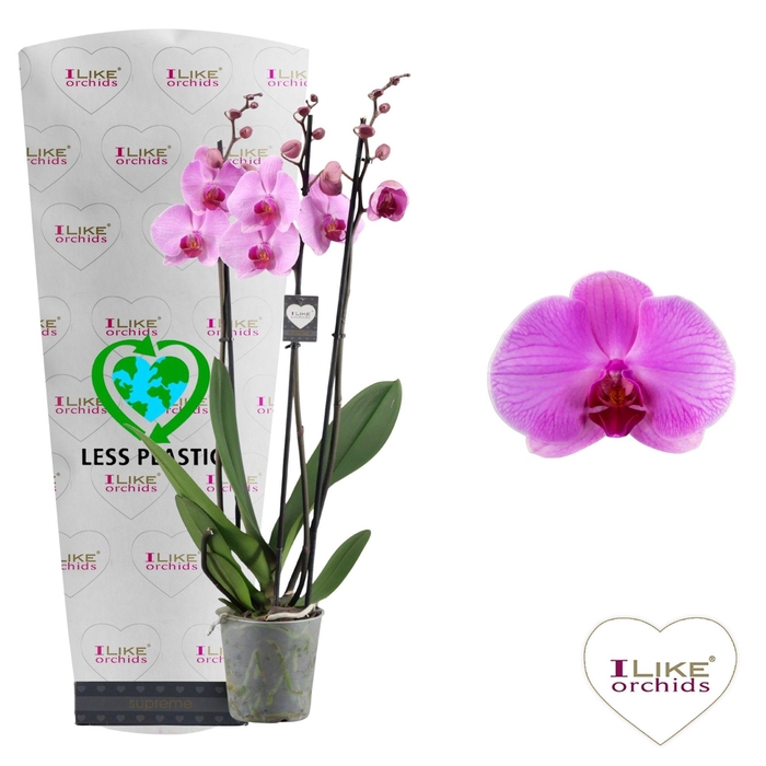 <h4>Phalaenopsis Orlando - 3 tak 60cm (Less Plastic)</h4>