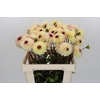 Dahlia Wine Eyed Jill