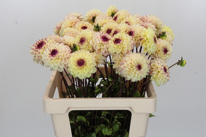 Dahlia Wine Eyed Jill