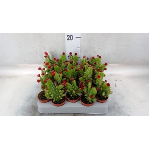 Austrocylindropuntia subulata