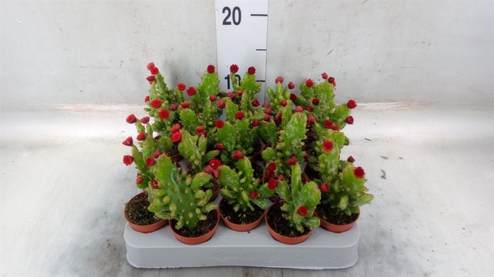 <h4>Austrocylindropuntia subulata</h4>