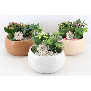 arr2 PL - Ker. bolpot brown/white mix