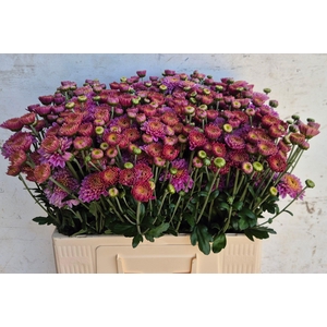 Chr T Blenda Purper