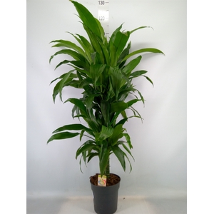 Dracaena frag. 'Janet Craig'