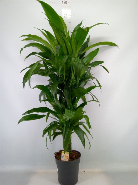 <h4>Dracaena frag. 'Janet Craig'</h4>