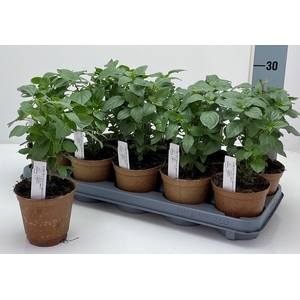 OCIMUM BASILICUM