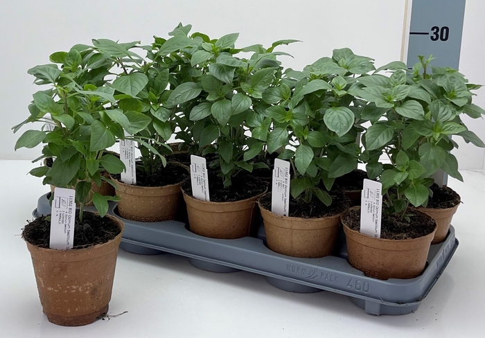 <h4>OCIMUM BASILICUM</h4>