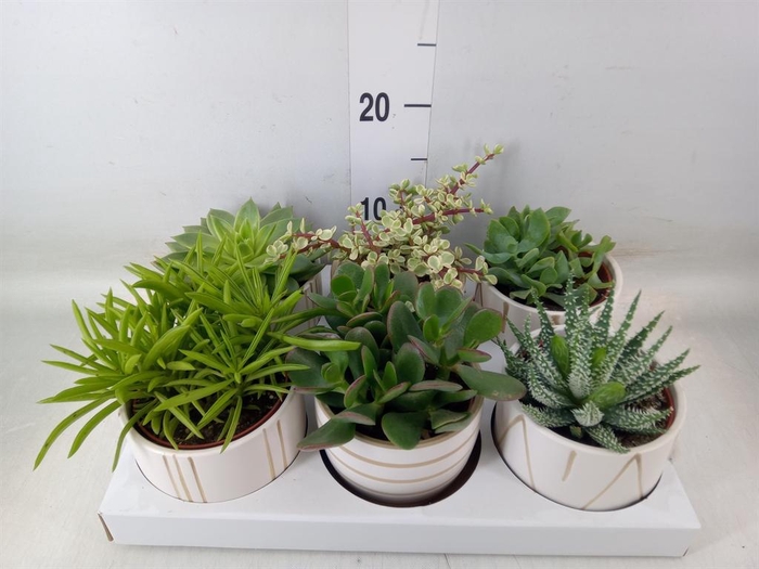 <h4>Succulents   ...</h4>